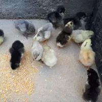 جوجه مرغ گلین پرخال