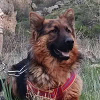 سگ ژرمن