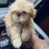 واگذاری توله سگ عروسکی نانازی