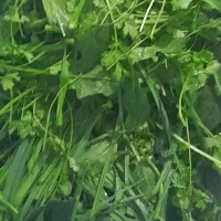 سبزی خورشتی تازه