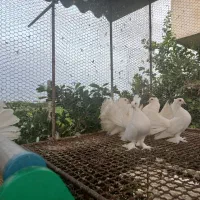 کبوتر زینتی|پرنده|ساری, |دیوار