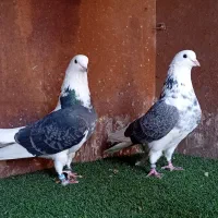 کبوتر بلند پرواز شمال( بندرگز )