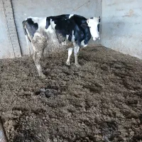 گاو|حیوانات مزرعه|تربت جام, جامرود|دیوار