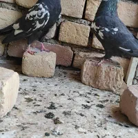 کفتر درجه یک|پرنده|اصفهان, گورت|دیوار