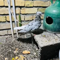 جفت کفتر دمسفید