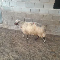 ی ورندیل چاق
