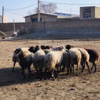 میش جوان|حیوانات مزرعه|محمدشهر, ولدآباد|دیوار