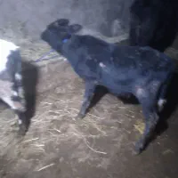 ۴ راس گوساله نر و ماده گاو|حیوانات مزرعه|رشت, بازار|دیوار