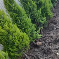 امور باغبانی|خدمات باغبانی و درختکاری|چهارباغ, |دیوار