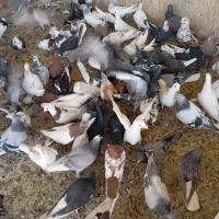 فروش کفتر کشتنی سالم و جوون