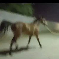 کره مادیان عربی