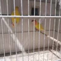 یک جفت طوطی کتوله برزیلی