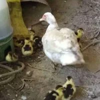اردک اسرائیلی