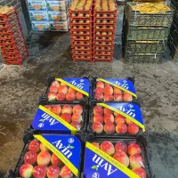 تامین میوه و تره بار عمده برای شرکت ها و ارگانها