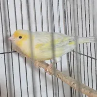 نر ق ن ا ر ی