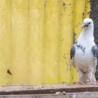 کبوتر گمشده