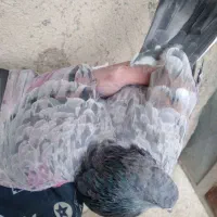 ۳۰تاکبوتر پرشی رنگ در کمیجان|پرنده|کمیجان, |دیوار