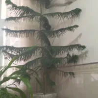 درختچه کاج مطبق ۱۵ ساله