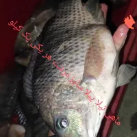 ماهی دریا پرورشی رودخانه همه انواع ماهی مرغ تعونی|ماهی|شوش, |دیوار