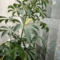 گل طبیعی|گل و گیاه طبیعی|فولادشهر, B5|دیوار