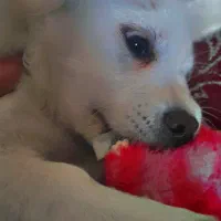 سگ اشتپیز باهوش