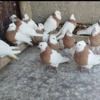 کبوتر