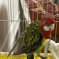 کاسکو|پرنده|تهران, بوستان جنگلی لویزان|دیوار