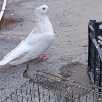 سفیدچشم زرد|پرنده|جیرفت, |دیوار