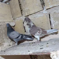 کفتر جوجه گرفتنی شب بلندی
