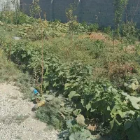 باغچه 500مترچهار دیواری همراه با بنا واستخر|فروش خانه و ویلا|رباط‌کریم, حکیم آباد|دیوار