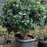 یاس توپی بزرگ