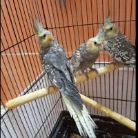 عروس هلندی فنج مرغ عشق|پرنده|ماکو, |دیوار