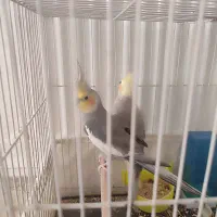 عروس هلندی جفت بالغ و سالم