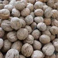 گردو