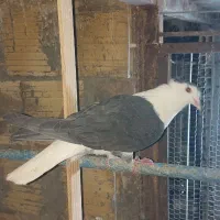 ماده پلاس سیاه کاکلی