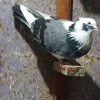 کبوتر پرشی|پرنده|اسالم, |دیوار