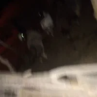 میش سر حال زیر قیمت