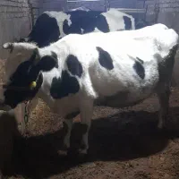 دو راس گاو آبستن و گوساله|حیوانات مزرعه|کنگاور, |دیوار