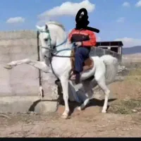 ۳ عدد مادیون کرد