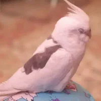 عروس هلندی سفید