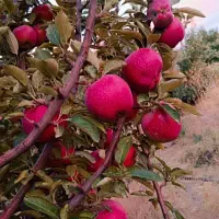 سیب|عمده‌فروشی|حسین آباد, |دیوار