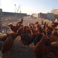 فروش 70عددخروس گلپایگان جلگه رخ