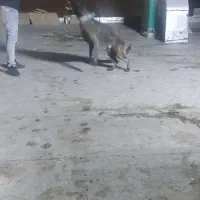 مالینویز نر|سگ|کاشان, مزرعه نو|دیوار