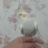 عروس هلندی|پرنده|تهران, چیتگر شمالی|دیوار