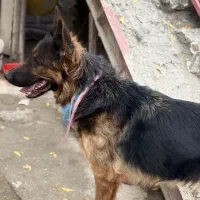 سگ ژرمن شپرد شولاین کینگ|سگ|گرگان, |دیوار