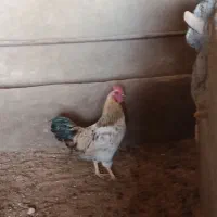 دوتا خورس