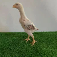 جوجه لاری اصیل