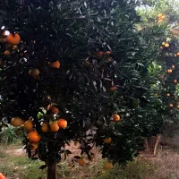 پرتقال تامسون سردرختی|خوردنی و آشامیدنی|دابودشت, |دیوار
