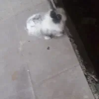فروش خرگوش