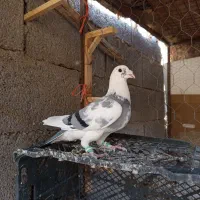 کفتر پرشی وجفتگاه